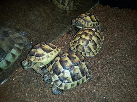 Grădina Zoologică Sibiu